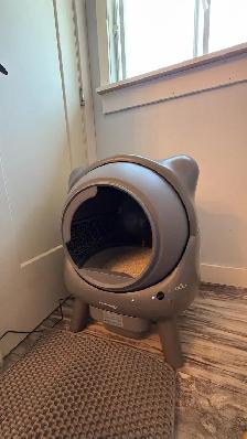 2 black cats to give away - Photo 3