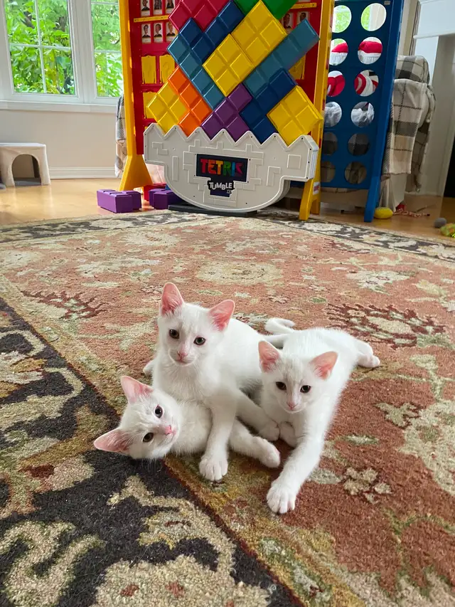 Kittens for sale