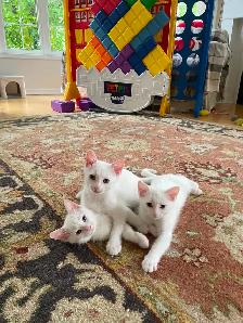 Kittens for sale