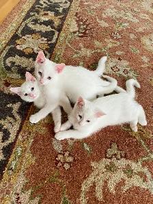 Kittens for sale - Photo 2