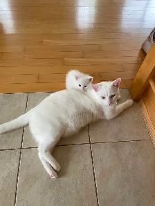 Kittens for sale - Photo 3