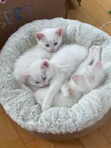 Kittens for sale - Photo 4