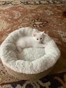 Kittens for sale - Photo 5