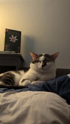 Cat to rehome