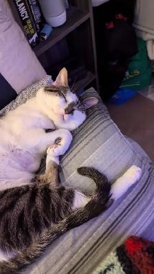 Cat to rehome - Photo 2