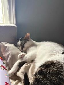 Cat to rehome - Photo 3
