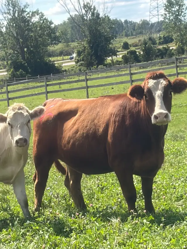 Bred cows