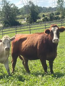 Bred cows
