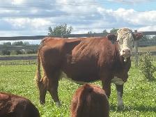 Bred cows - Photo 2