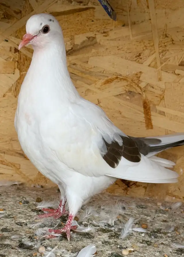 All pigeons