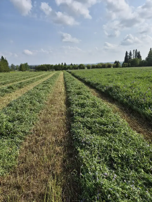 Hay for sale