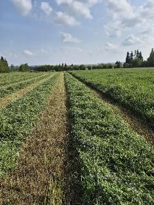 Hay for sale