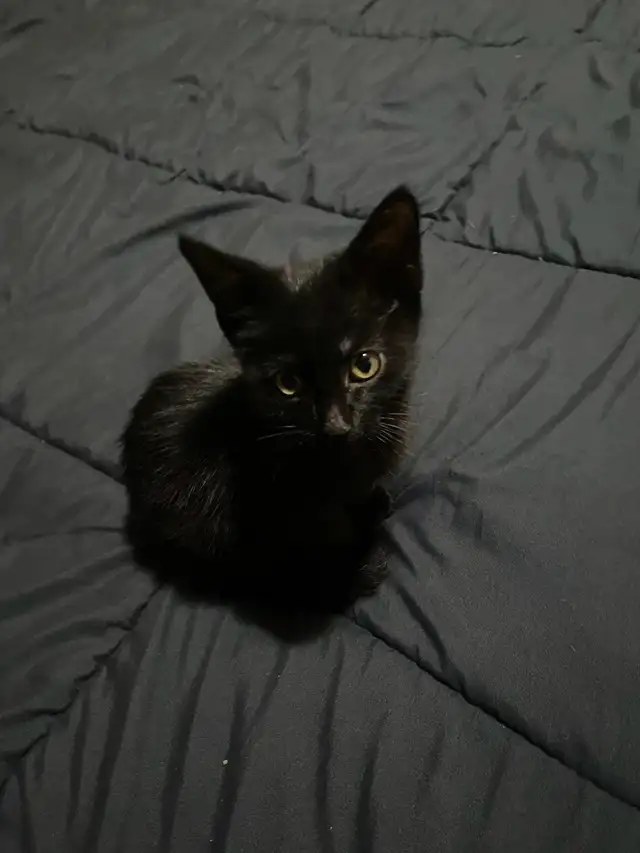 Adorable Kitten