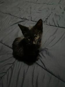 Adorable Kitten