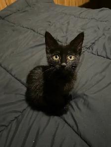Adorable Kitten - Photo 2