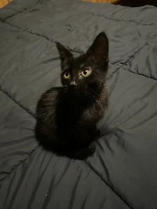 Adorable Kitten - Photo 3
