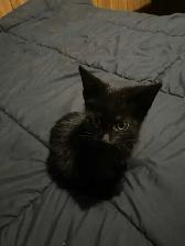 Sable Burmese X American Shorthair kitten - Photo 4