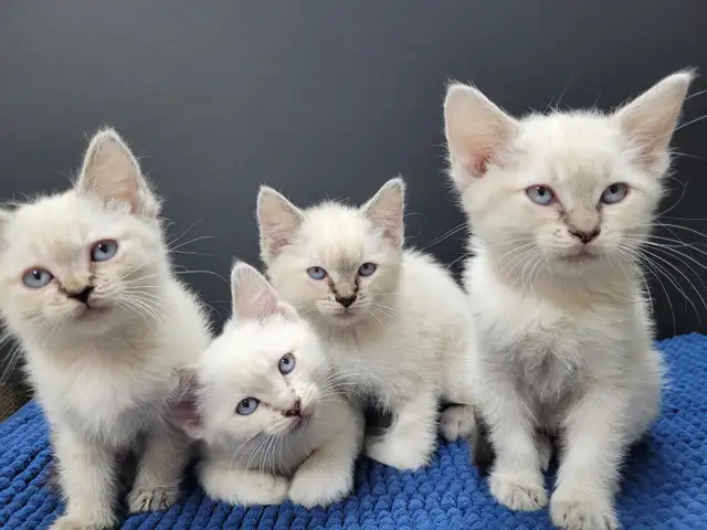 Long Weekend Special - Ragdoll x Siamese Kittens