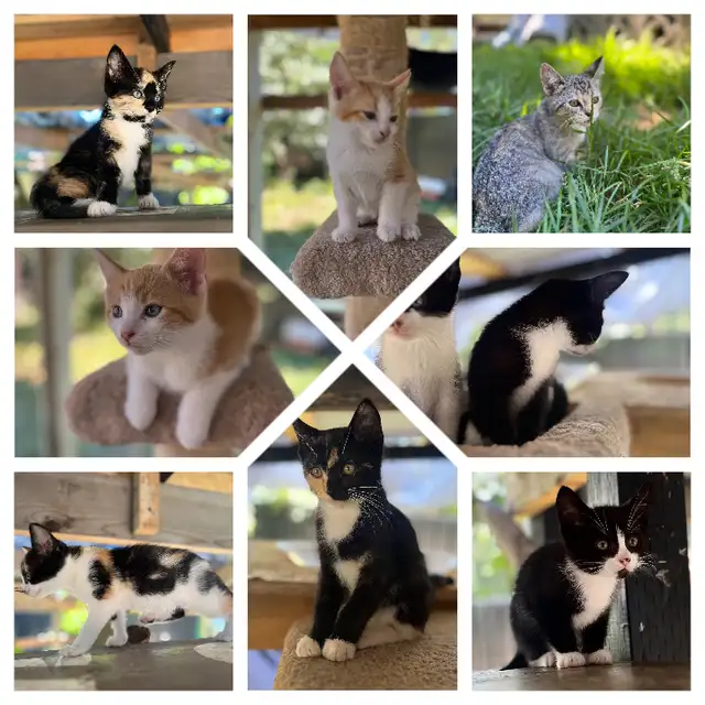 Adorable kittens looking for loving home