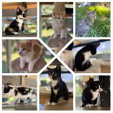 Adorable kittens looking for loving home