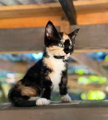 Adorable kittens looking for loving home - Photo 2