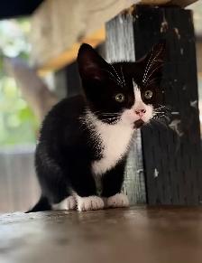 Adorable kittens looking for loving home - Photo 3