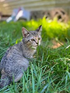 Adorable kittens looking for loving home - Photo 4