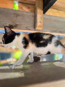 Adorable kittens looking for loving home - Photo 5