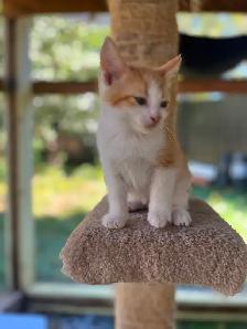 Adorable kittens looking for loving home - Photo 6