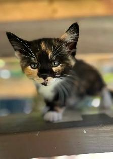 Adorable kittens looking for loving home - Photo 7