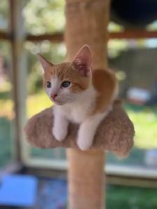 Adorable kittens looking for loving home - Photo 8