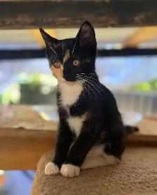 Adorable kittens looking for loving home - Photo 9