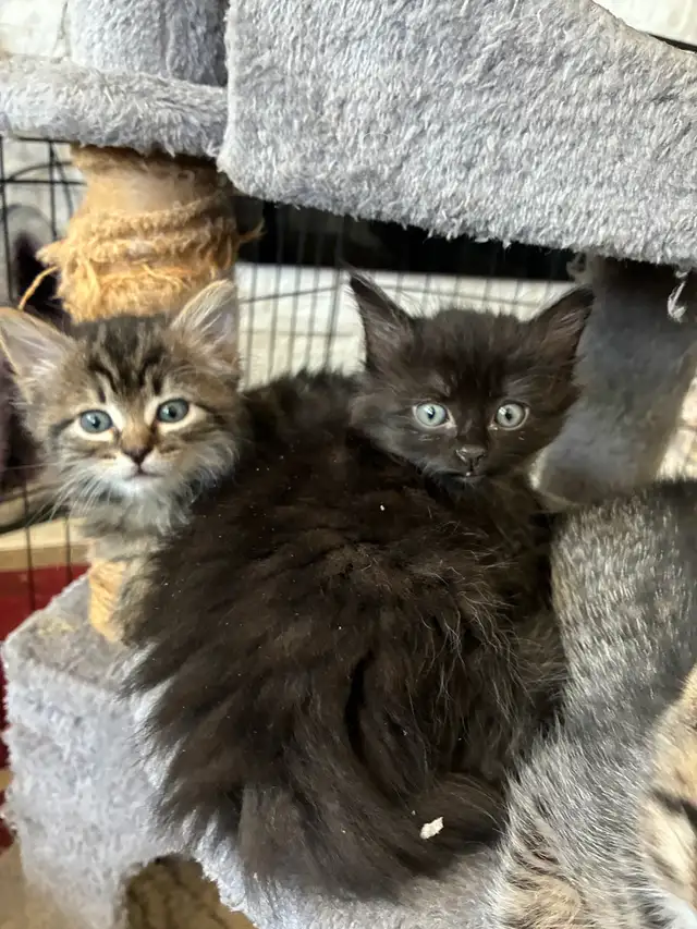 Beautiful Longhair Kittens