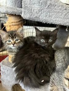 Beautiful Longhair Kittens