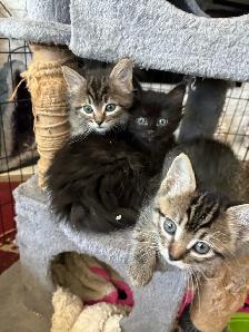 Beautiful Longhair Kittens - Photo 2