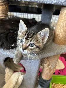 Beautiful Longhair Kittens - Photo 3