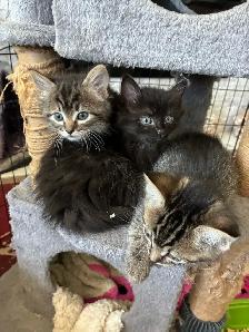 Beautiful Longhair Kittens - Photo 4