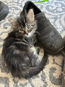 Beautiful Longhair Kittens - Photo 5