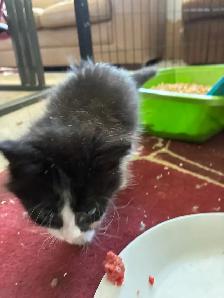 Beautiful Longhair Kittens - Photo 6