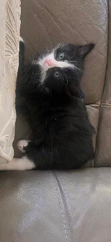 Beautiful Longhair Kittens - Photo 7