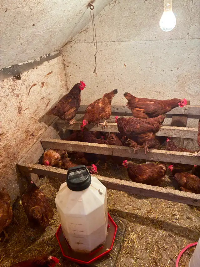 Laying Hens
