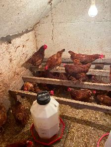 Laying Hens