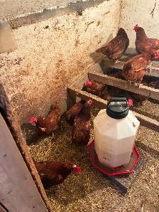 Laying Hens - Photo 2