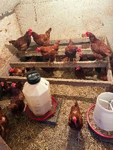 Laying Hens - Photo 3