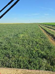 2026 alfalfa and alfalfa/grass bales - Photo 4
