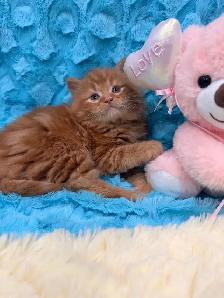 ❤️ Bengal x Siberian kittens ❤️(437) 292-1163