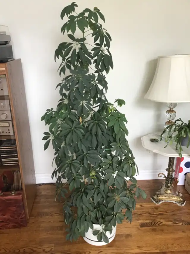 Schefflera Umbrella Plant