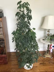 Schefflera Umbrella Plant