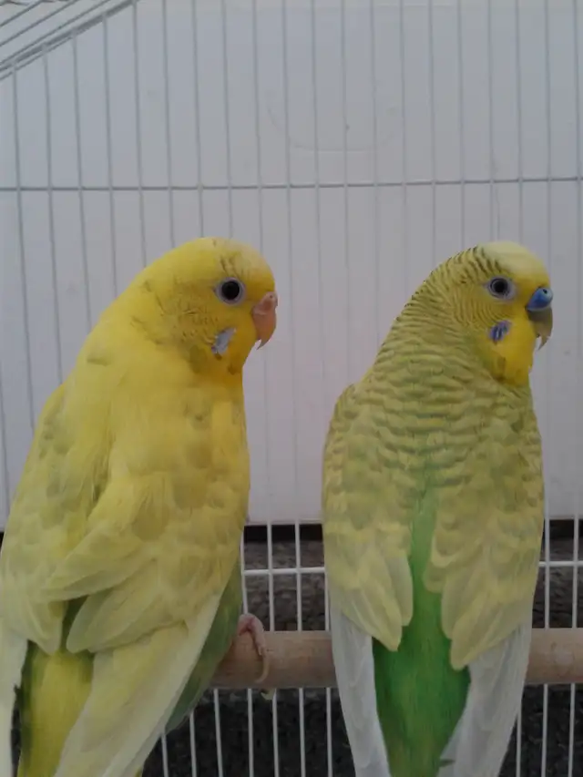BONDED PAIR BUDGIES$55
