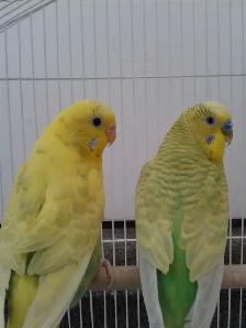 BONDED PAIR BUDGIES$55